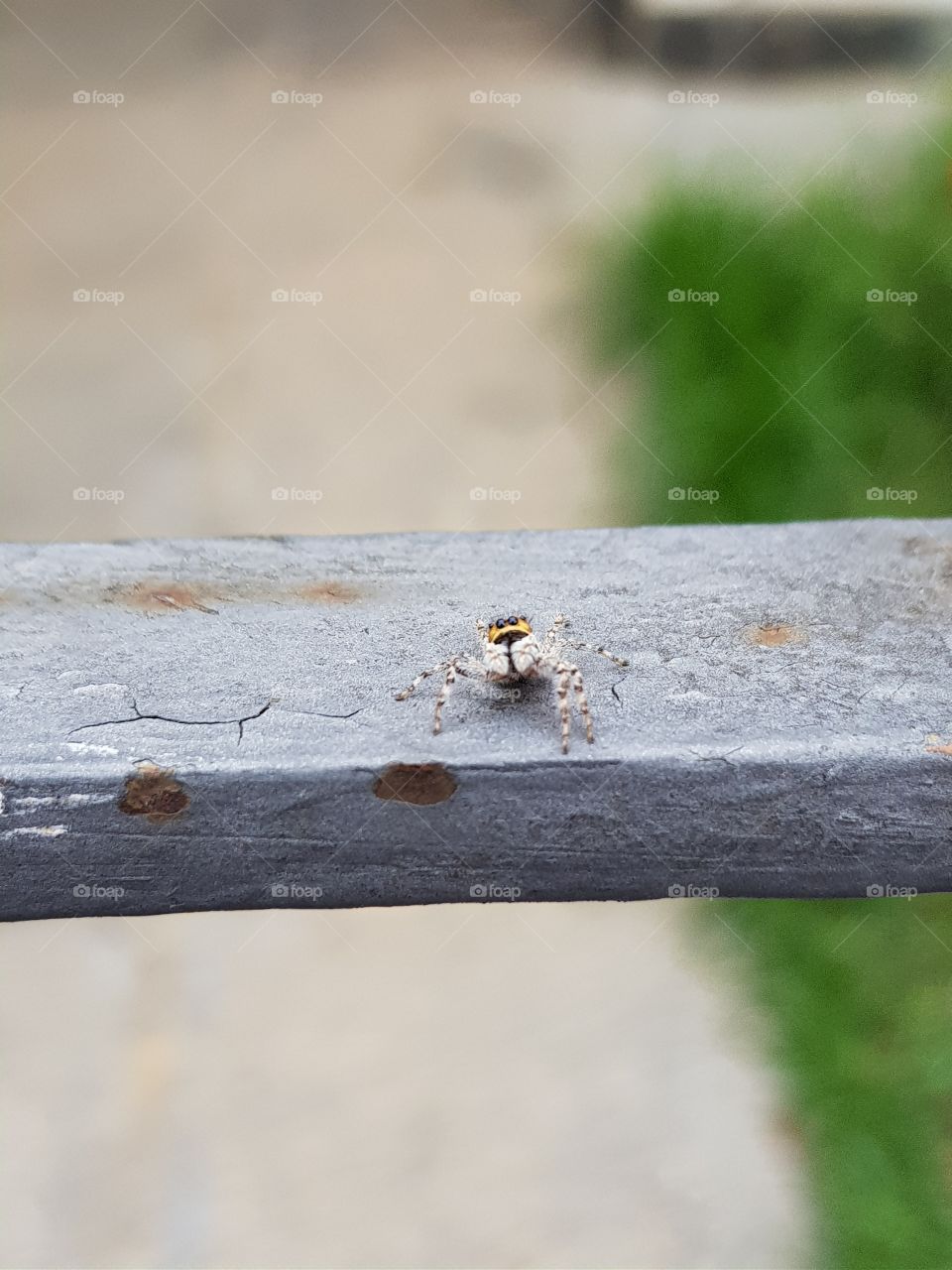 little friend spider
