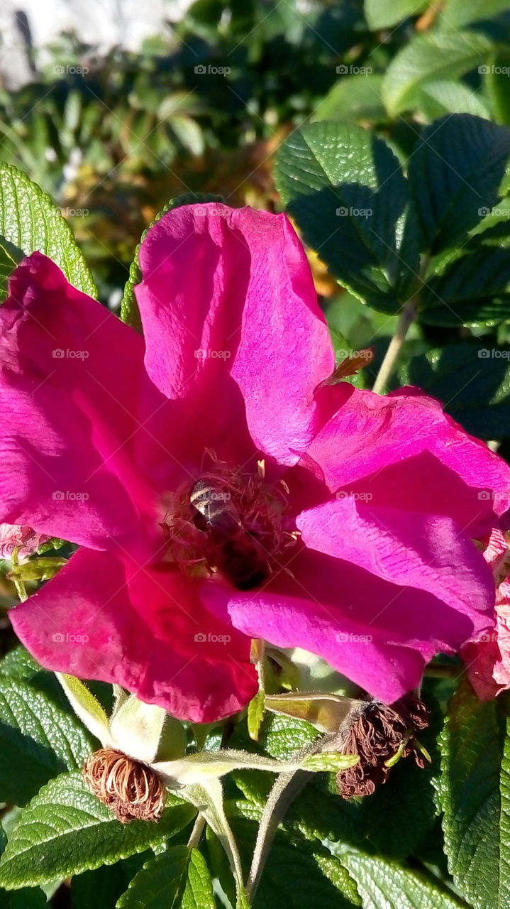 pink briar with bee