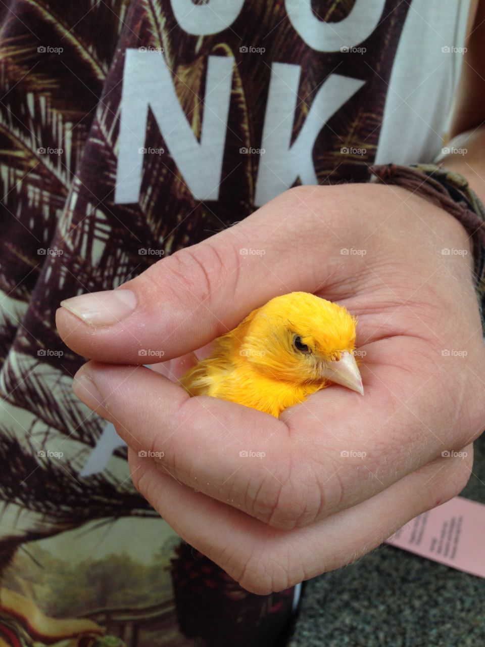 Canary male. A yellow canary in a human hand.