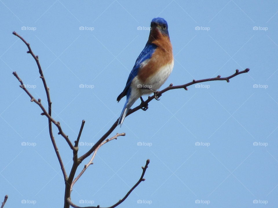 Bird, Wildlife, No Person, Nature, Animal