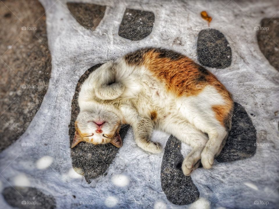 Greek cat