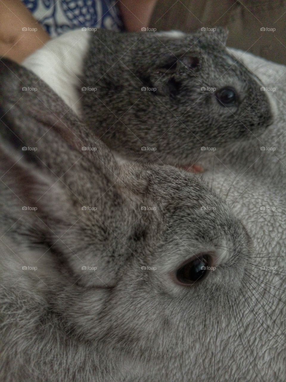 Our guinea pig and our rabbit are best friends