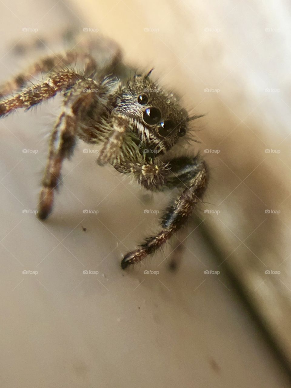 Small spider that I found in my home. He was very photogenic and still for some macro shots I was able to take