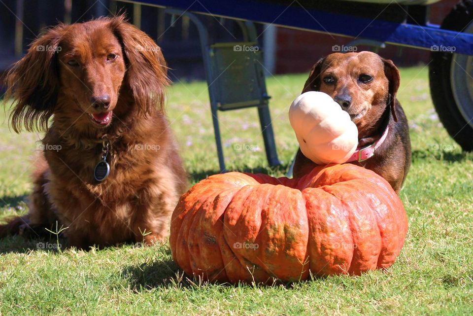 Pumpkin Thief