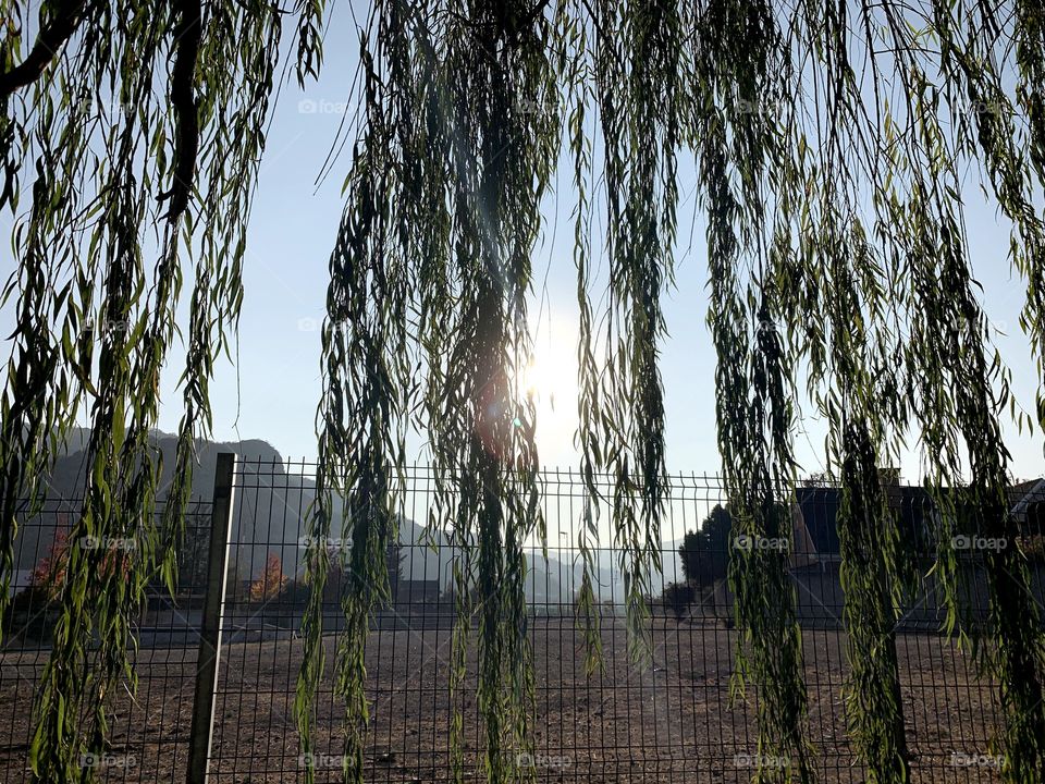 Son entre las ramas del sauce