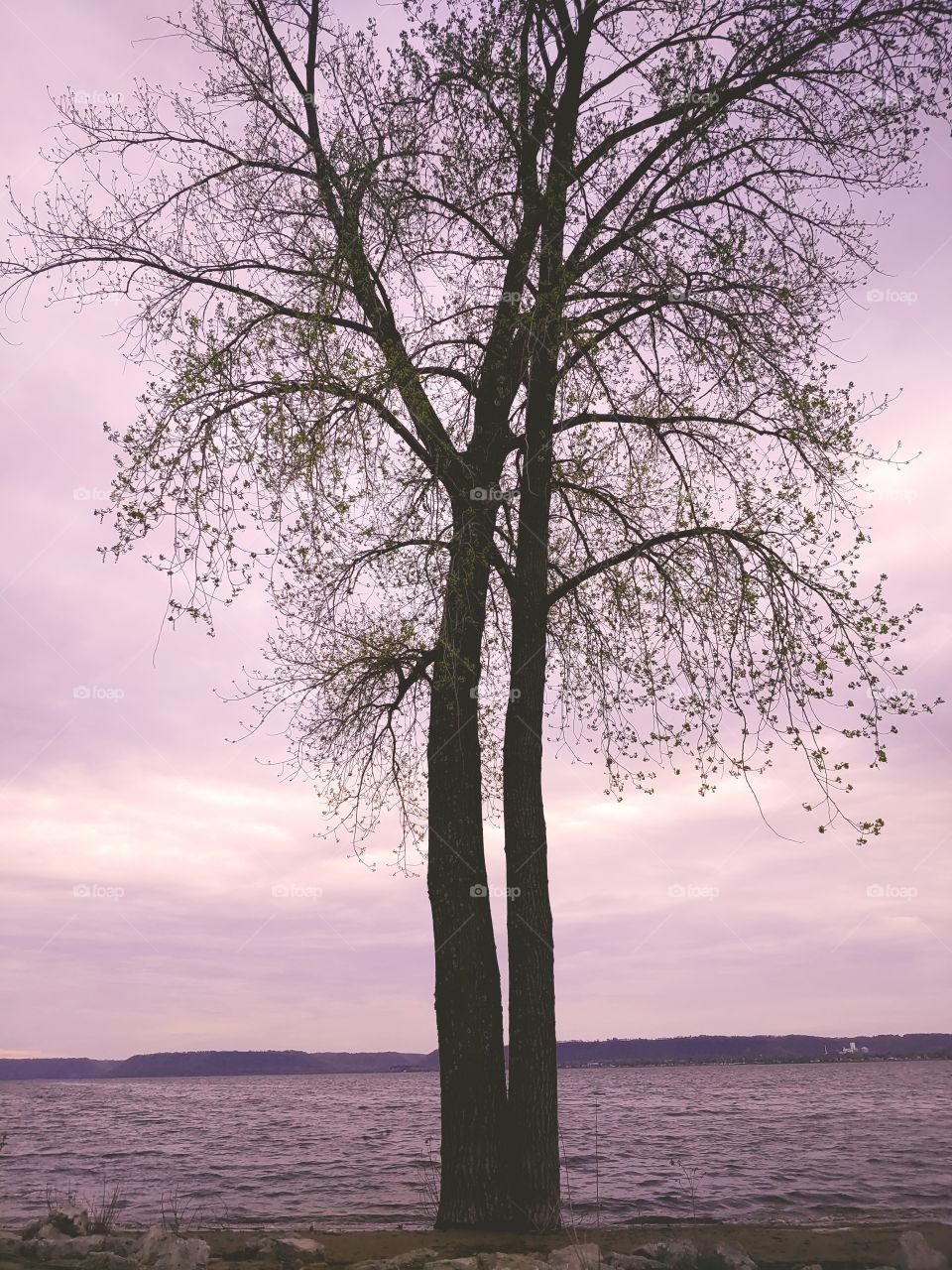 tree with violet tint