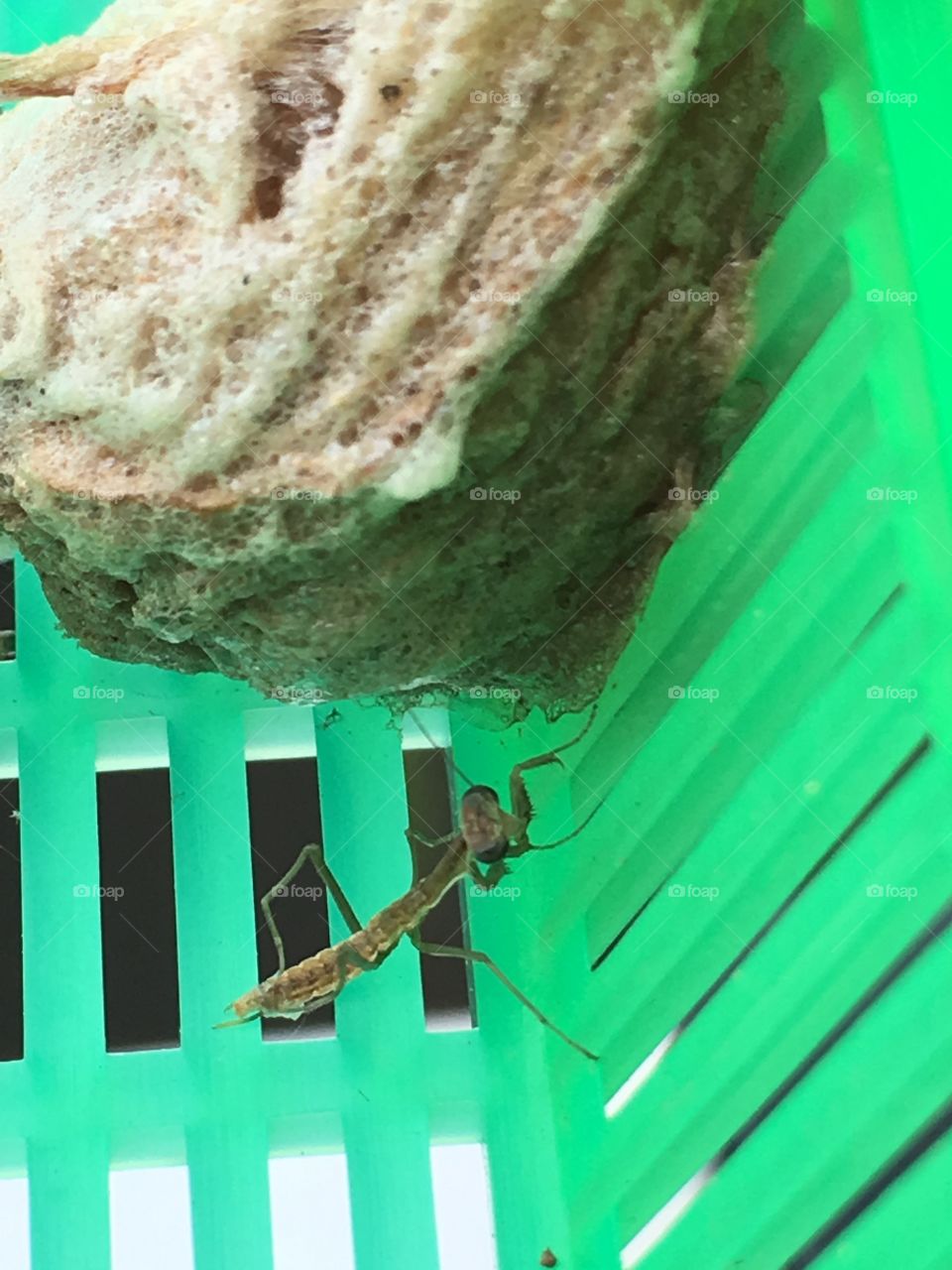 Newly hatched praying mantis 