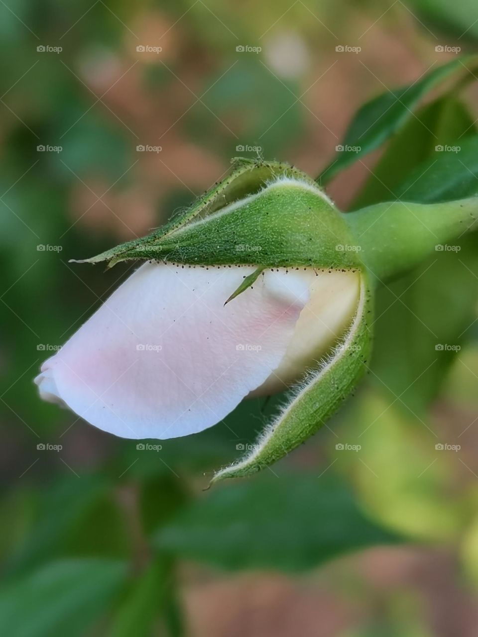 bud