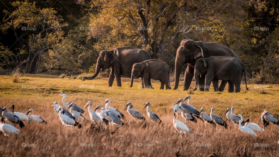 Wild Elephants family at Minneriya, Srilanka