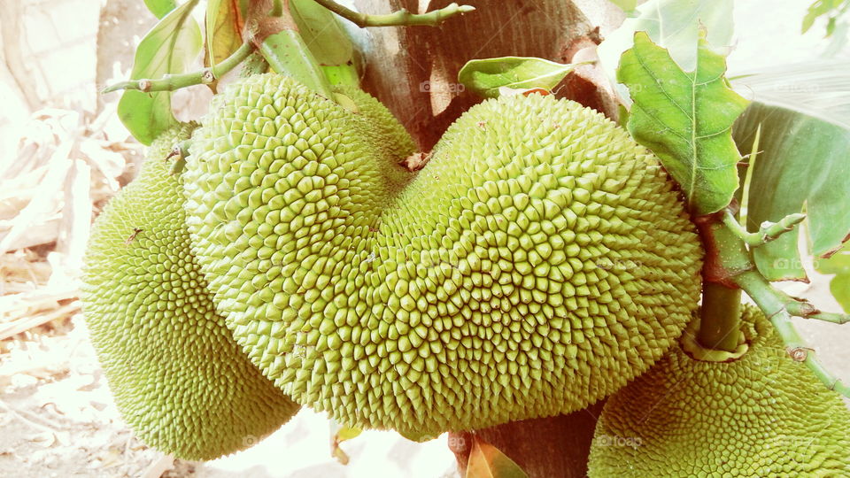 sleeping jackfruit