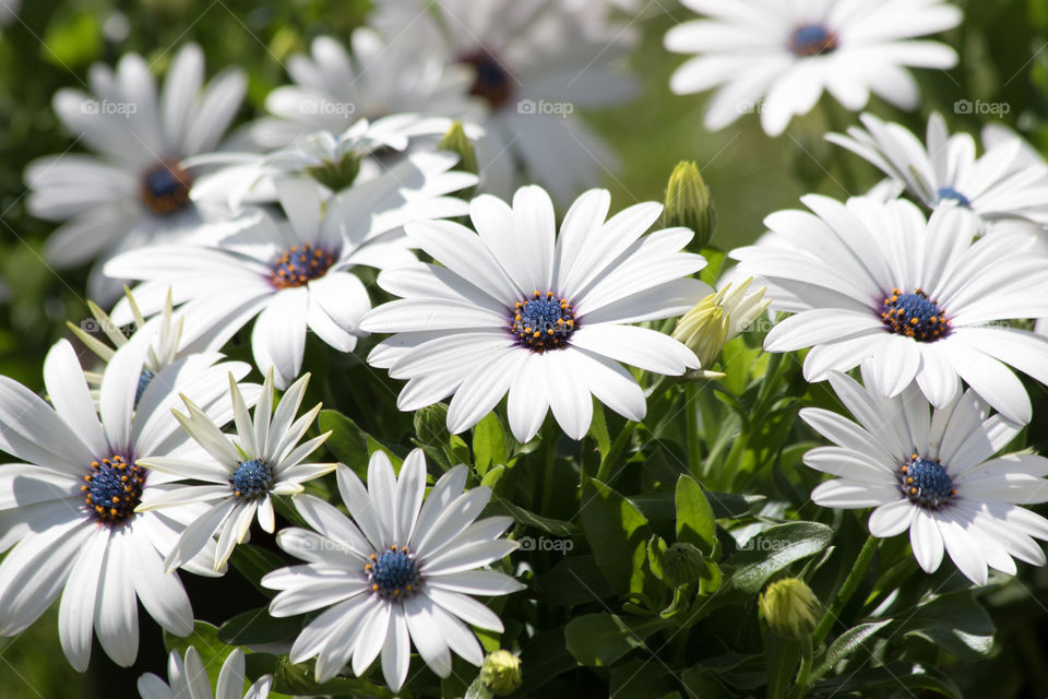 White and blue summer flowers - vita sommarblommor stjärnöga 