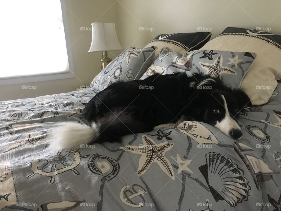 Border collie on a bed.