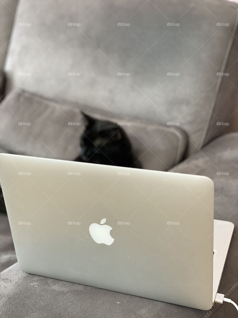 Cat working on a MacBook Pro 