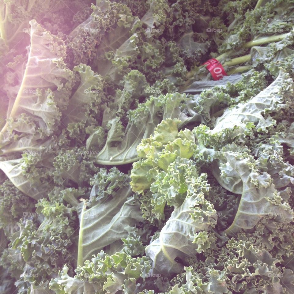 Sunlit Kale