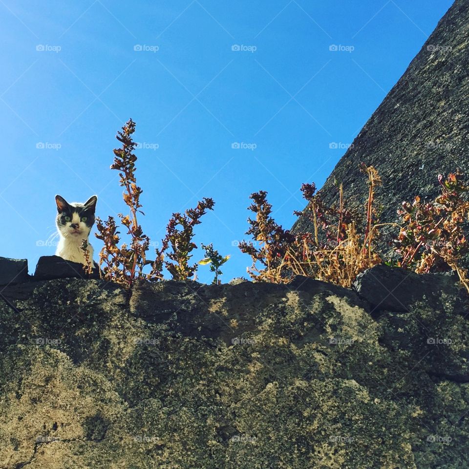 Cat in Madeira