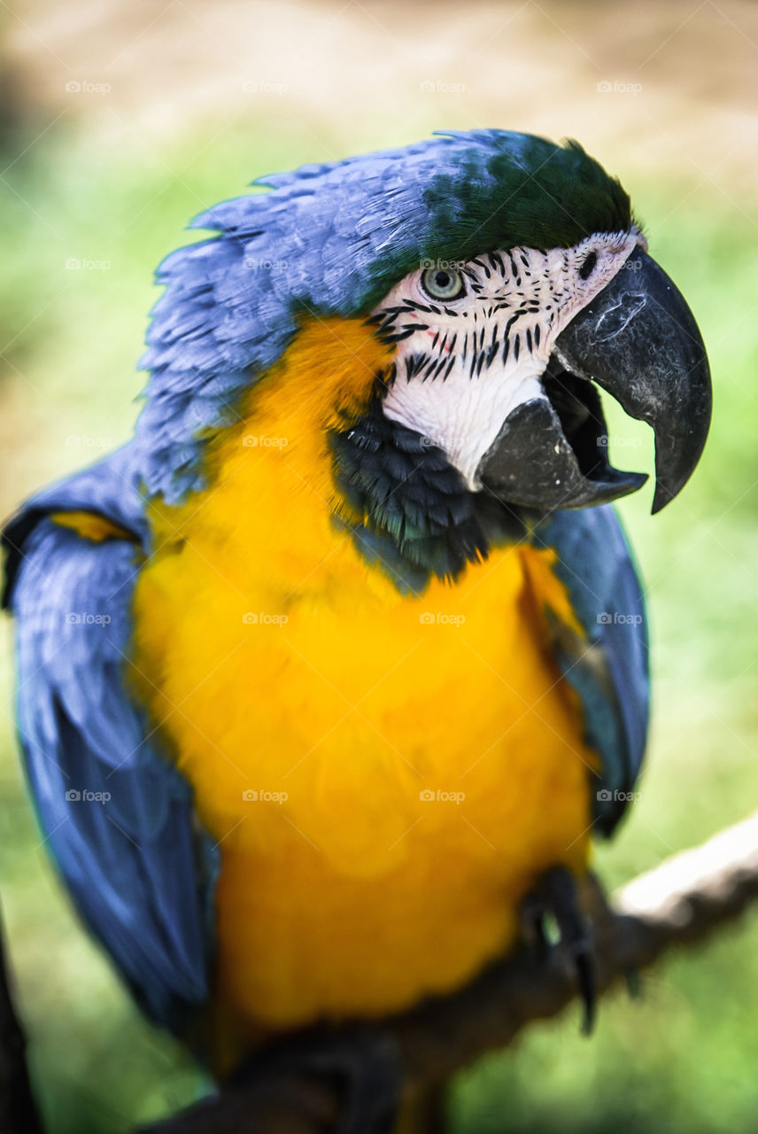 Macaw Parrot