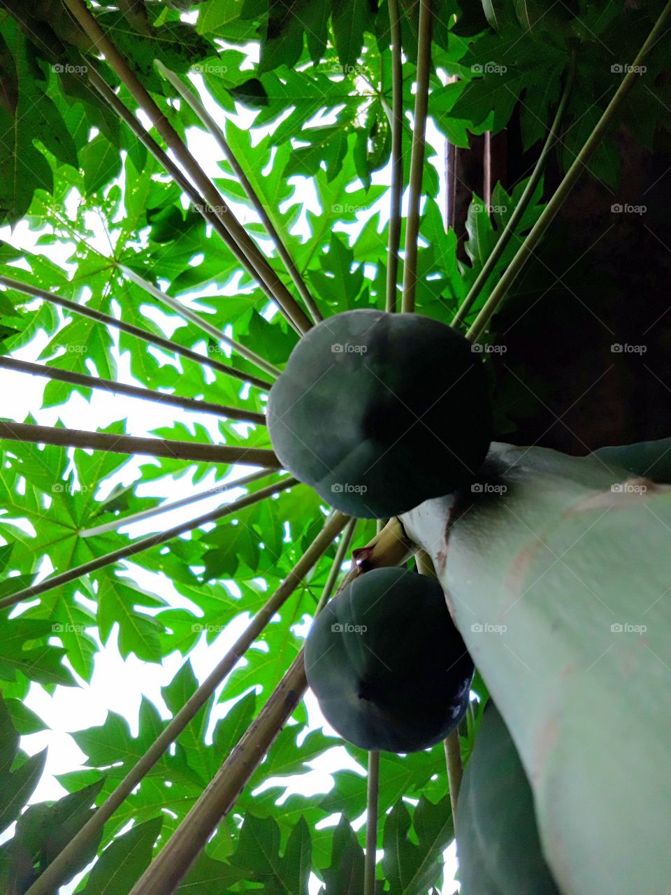 Papaya in the home garden.