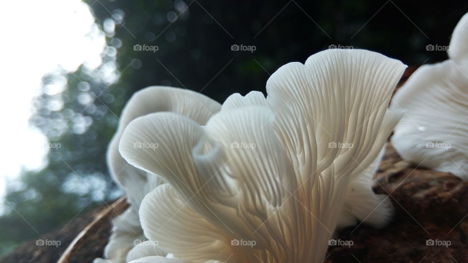 mushroom