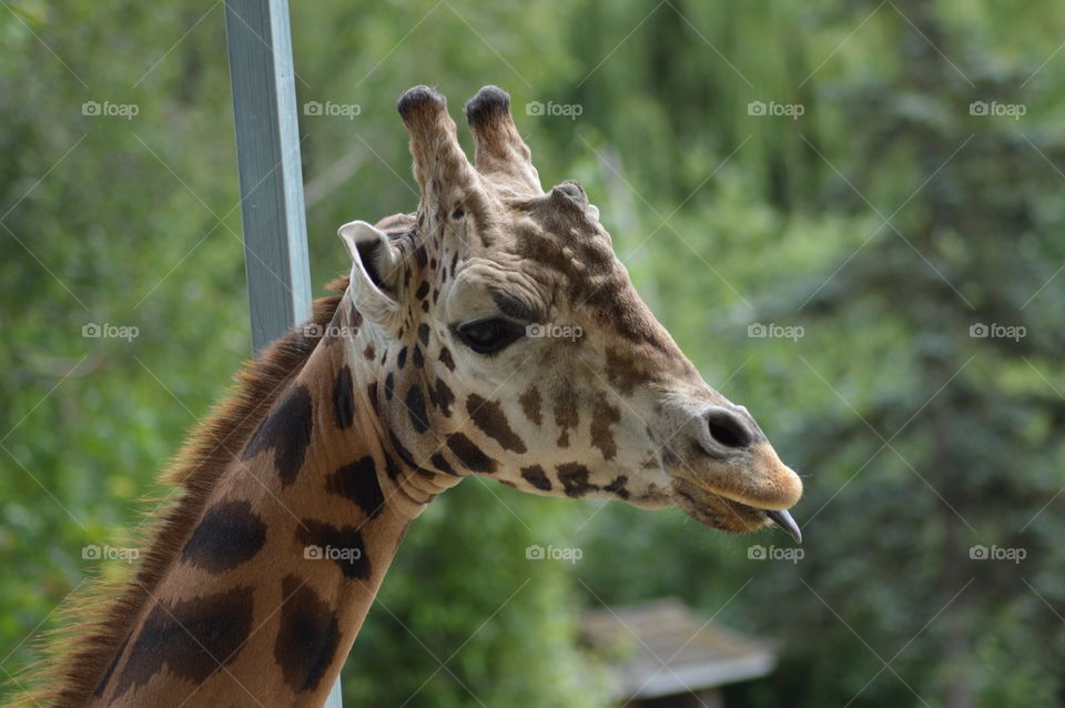 Giraffe