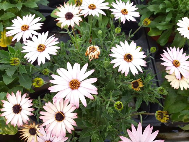 Los flores 