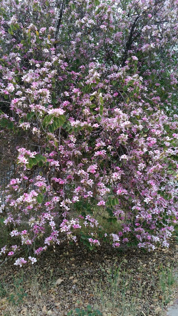 Flowers on the sidewalk