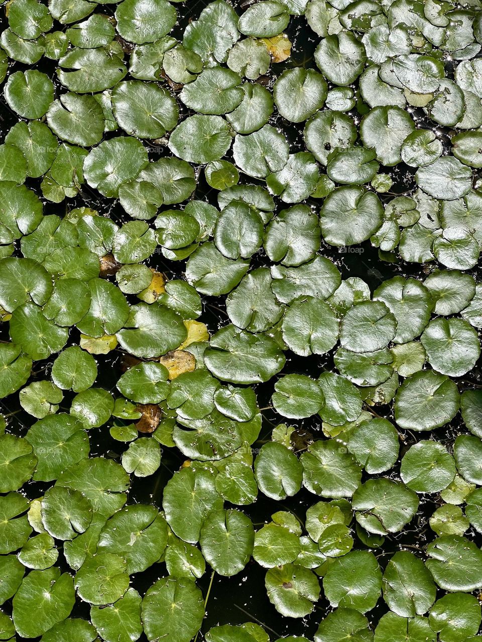 lotus leaves on a pond water surface