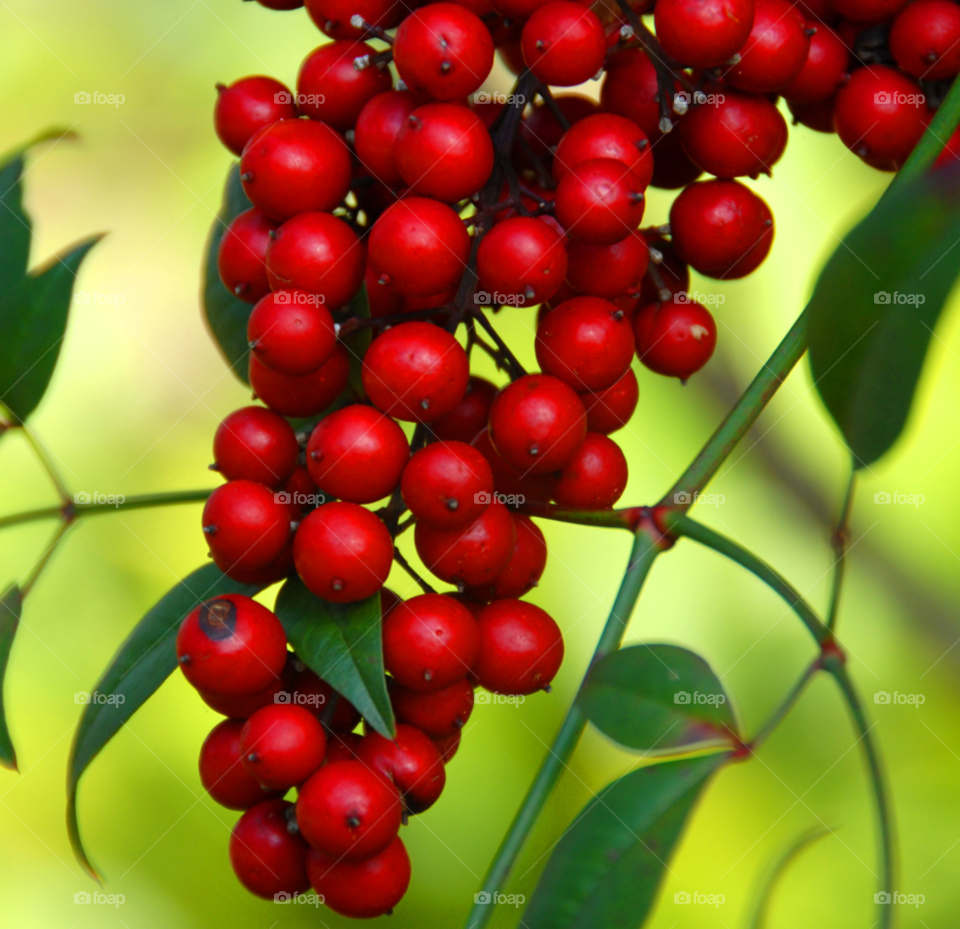 nature red berries wild by lightanddrawing