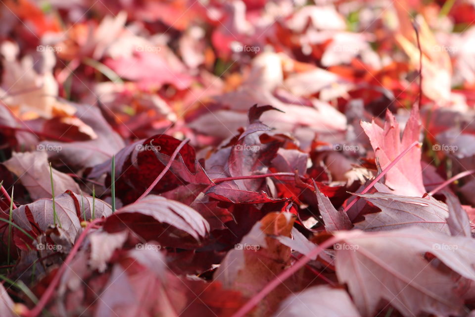 Fallen leaves 