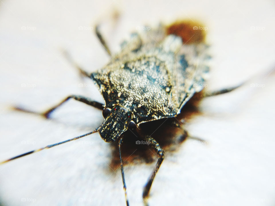 Macro shot of a shield bug (a.k.a. "stink bug")