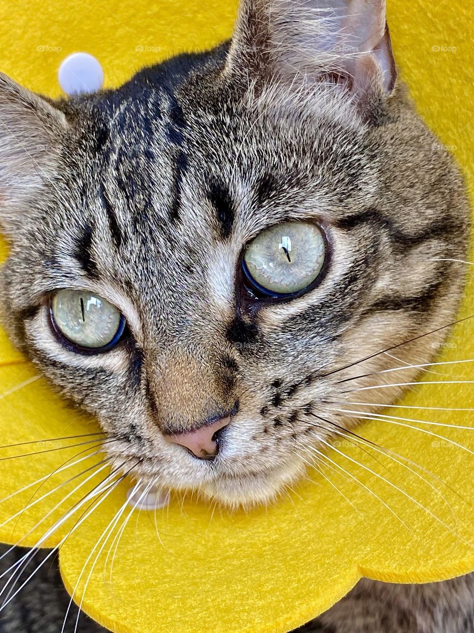 A cat with a yellow flower cone 