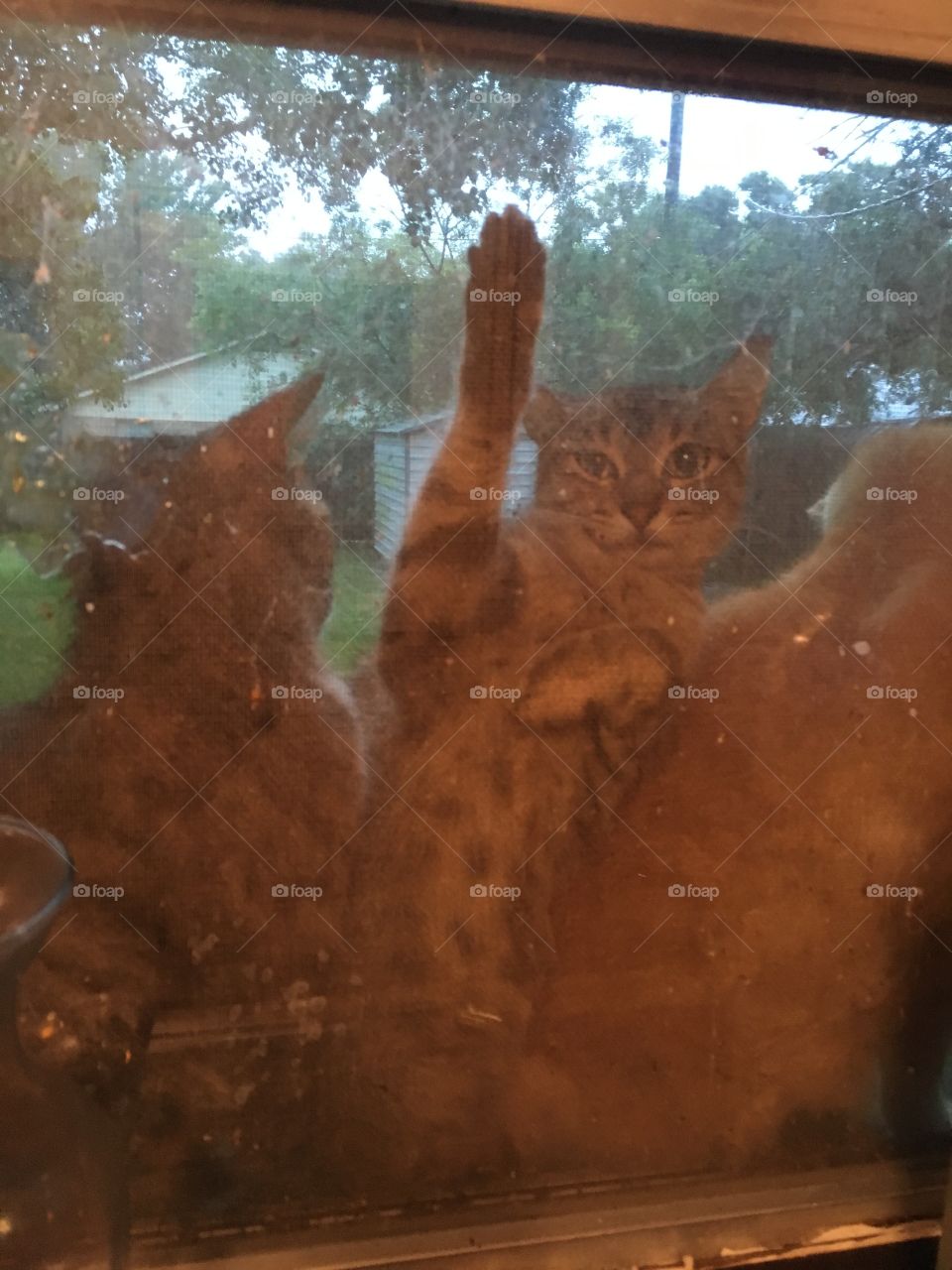 Cats in kitchen window 