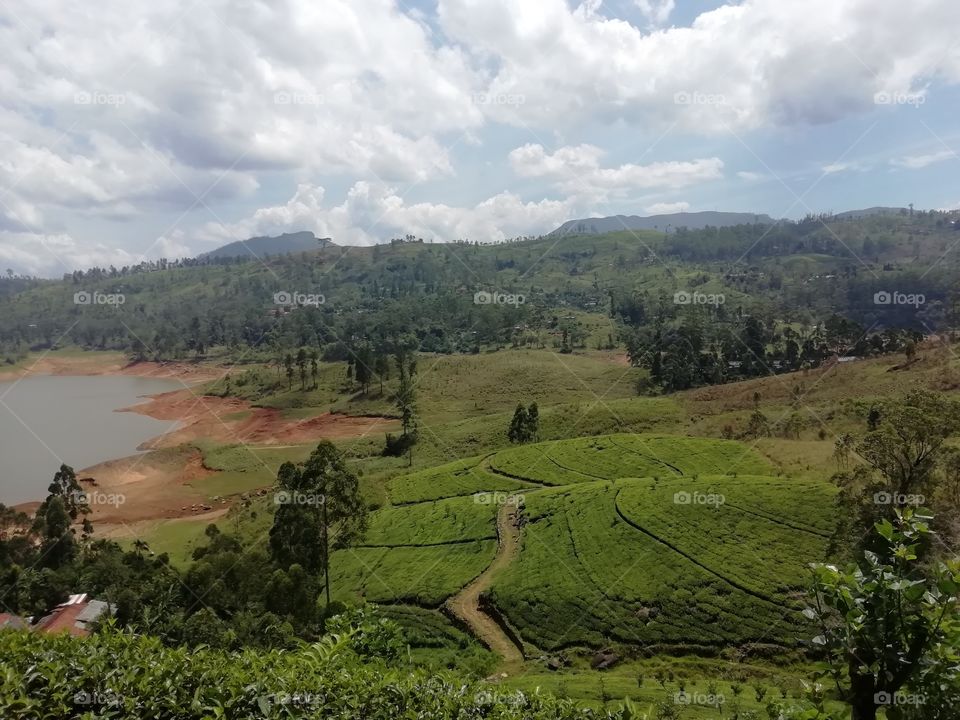 Beautiful view of a reservoir and a tea astate