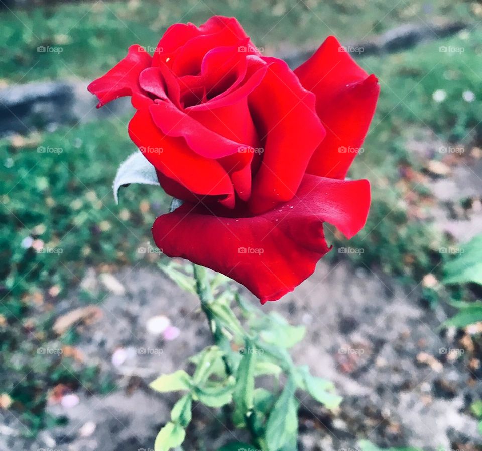 🌹 🇺🇸 Very beautiful flowers to brighten our day.  Live nature and its beauty. Did you like the delicate petals? / 🇧🇷 Flores muito bonitas para alegrar nosso dia. Viva a natureza e sua beleza. Gostaram das pétalas delicadas? 