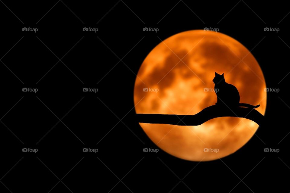 Cat In The Moon