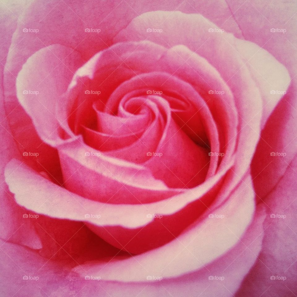 Pink rose flower