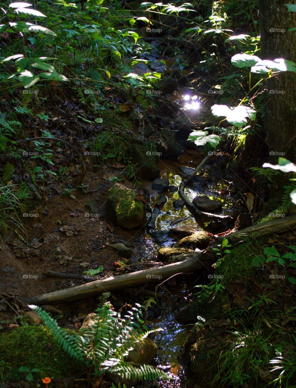 Glistening streams in the mountains 