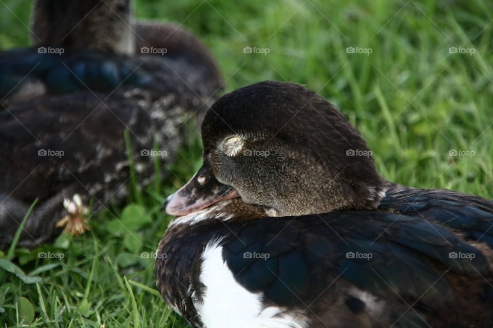 Sleeping Duck