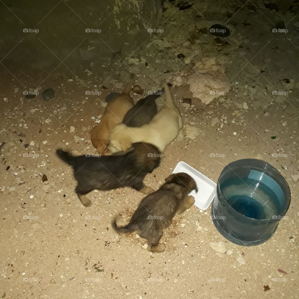 bubies drinking milk