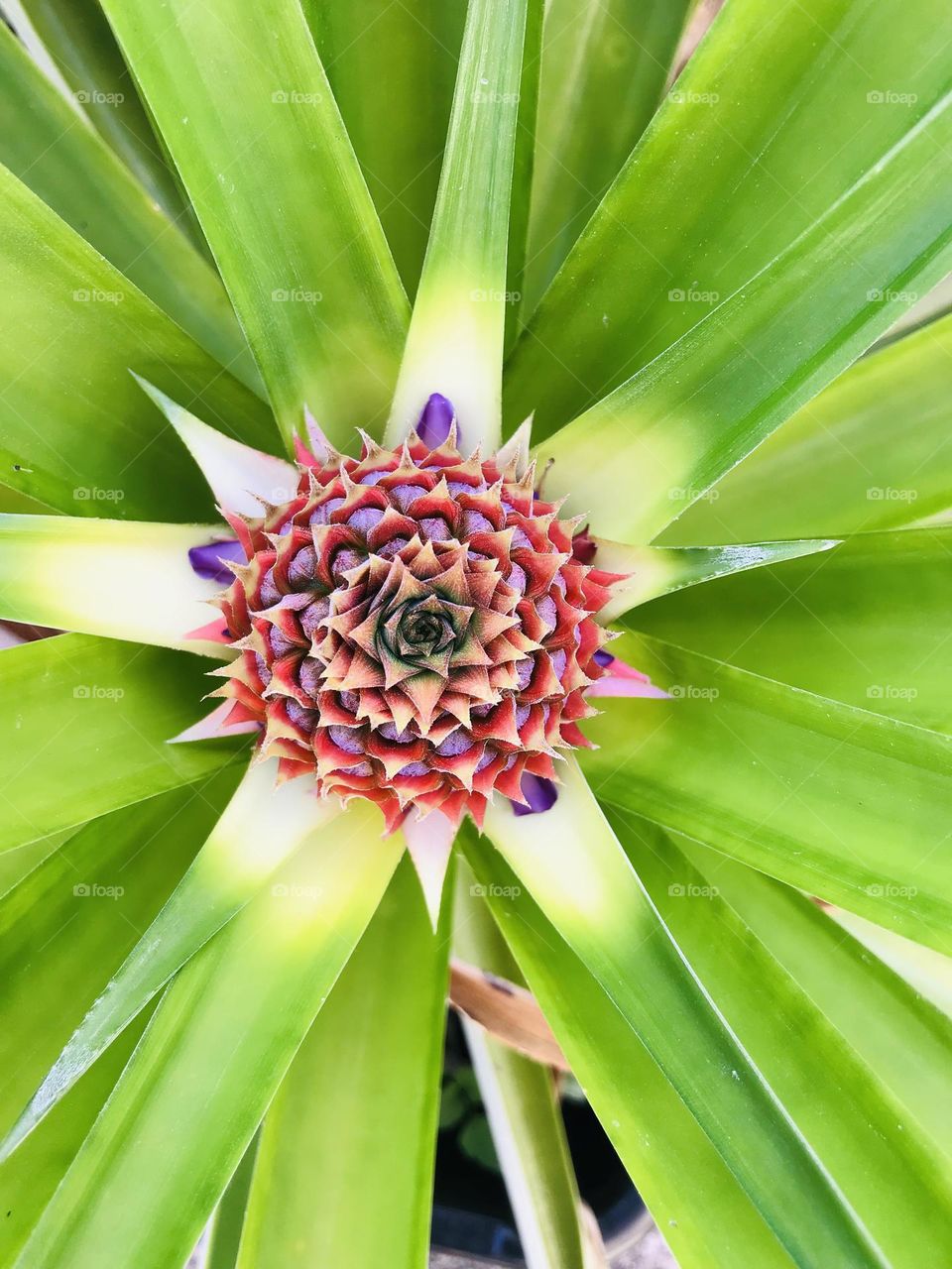 Vivid color top view of young growing purple pineapple 