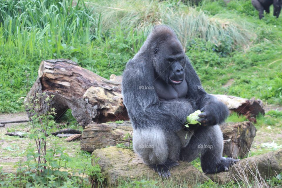 green nature zoo gorilla by Elina