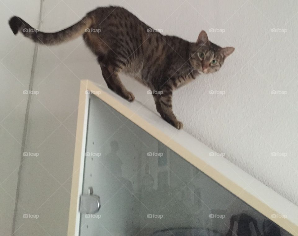 Cat on shelf 