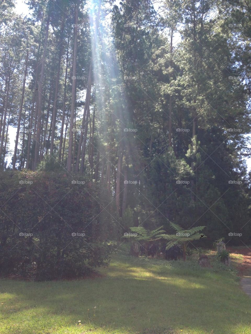 Light through the forest 