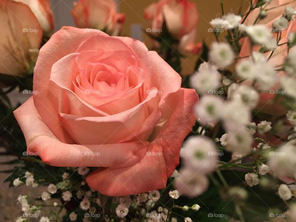 Anniversary rose