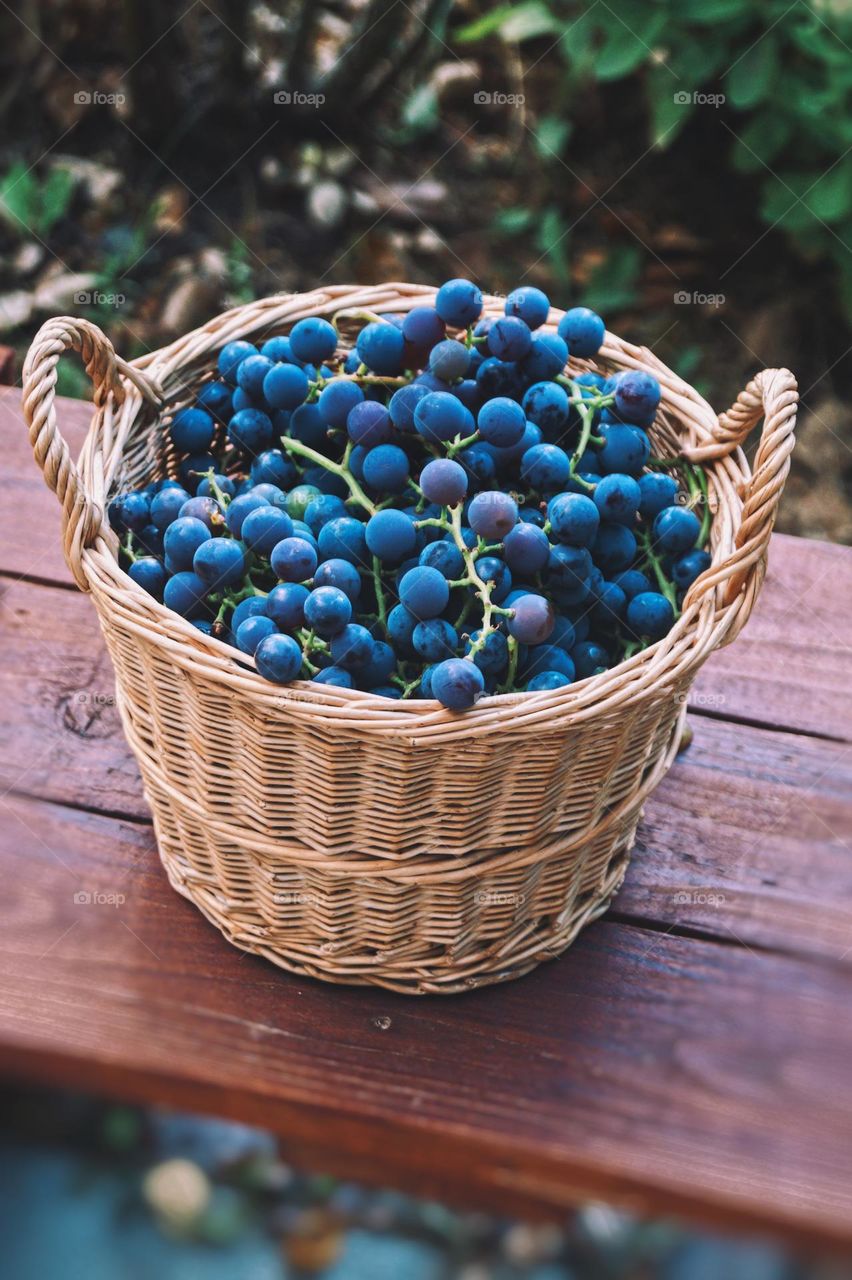 Autumn grapes 