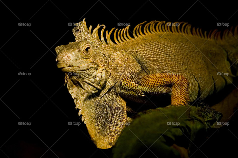 Green iguana