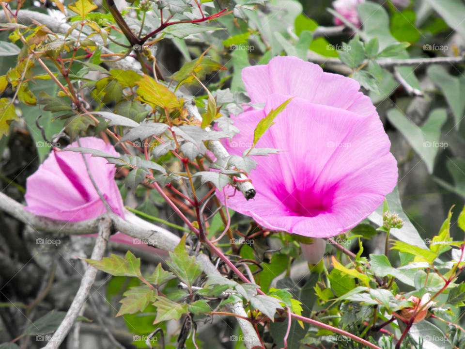 wildflowers. wildflowers on Ocracoke island