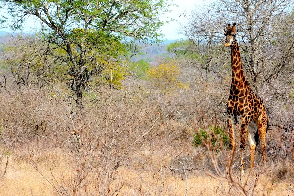 Giraffe