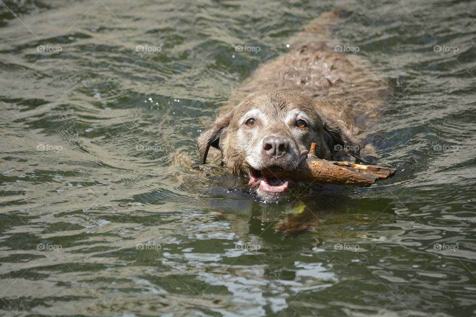 Chesapeake Bay Retriever. Old dogs can still do tricks