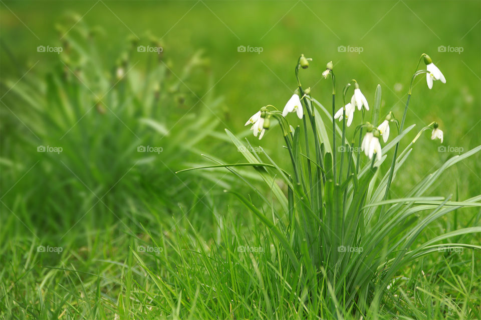 Snowdrops in green grass