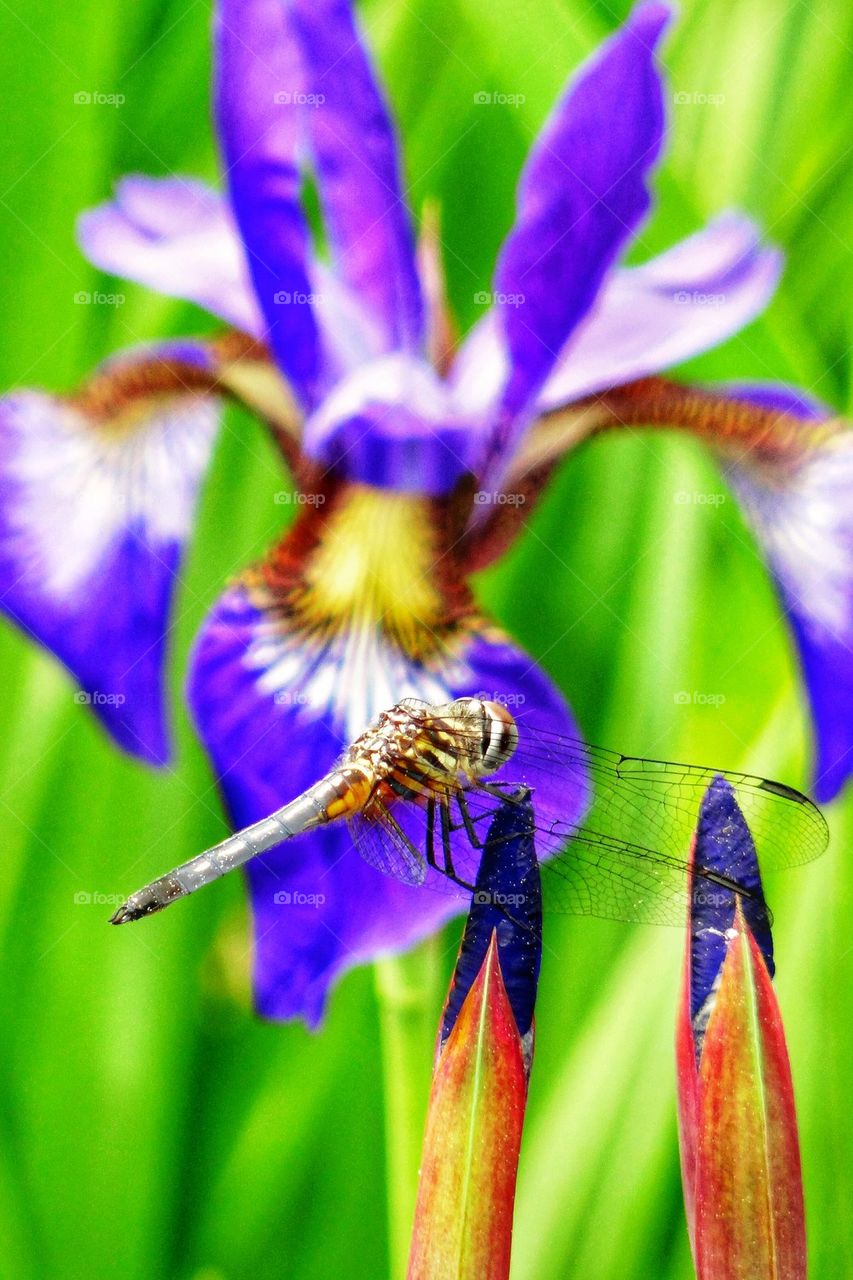 Dragonfly before English Iris